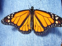 /album/natureza-nature/borboleta-monarca-jpg/